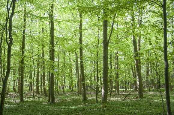 Sandbjerg Estate initiates afforestation project